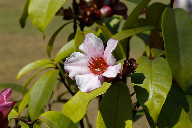 Faune et flore-004